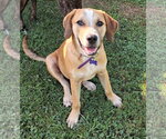 Small Photo #2 Mountain Cur-Unknown Mix Puppy For Sale in Cookeville, TN, USA