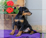 Small Photo #2 Doberman Pinscher Puppy For Sale in QUARRYVILLE, PA, USA