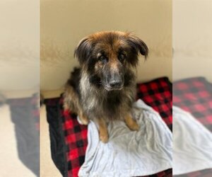 Alaskan Malamute-German Shepherd Dog Mix Dogs for adoption in Santa Maria, CA, USA