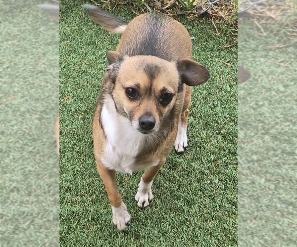 Medium Photo #2 Chihuahua-Unknown Mix Puppy For Sale in Carrollton, TX, USA