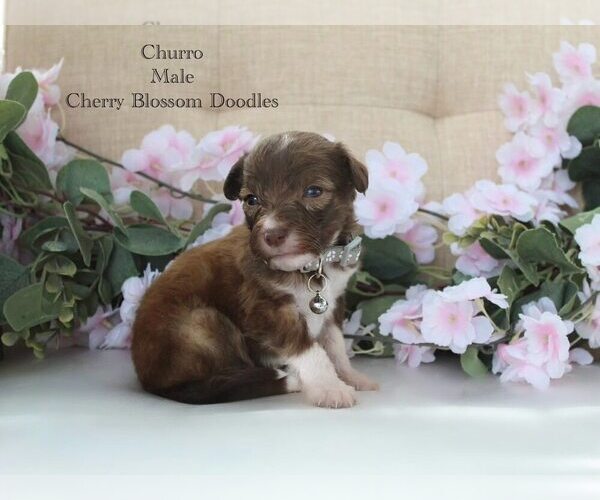 Medium Photo #6 Bordoodle Puppy For Sale in GREENWICH, OH, USA