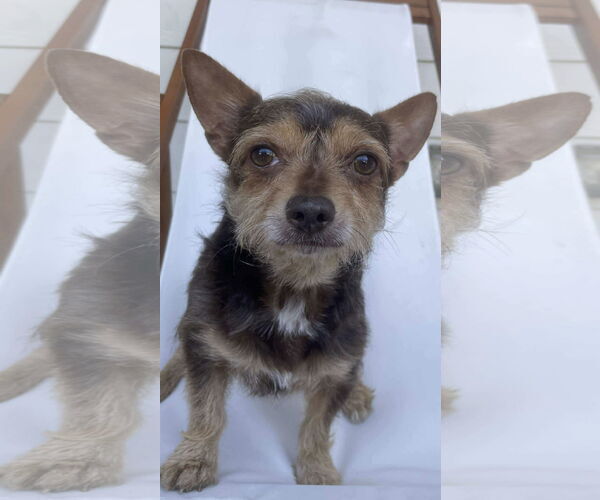 Medium Photo #2 Mutt Puppy For Sale in Dallas, TX, USA