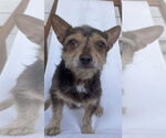 Small #1 Mutt