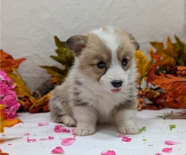 Medium Photo #10 Pembroke Welsh Corgi Puppy For Sale in GOSHEN, IN, USA