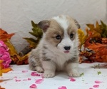 Small #9 Pembroke Welsh Corgi