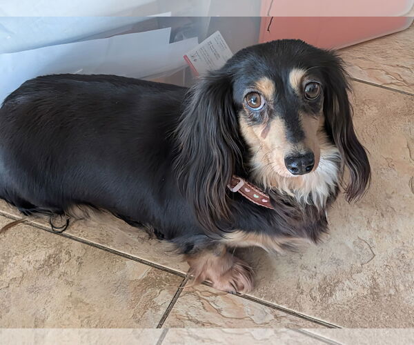 Medium Photo #2 Dachshund Puppy For Sale in Sioux Falls, SD, USA