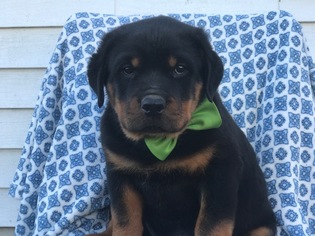 Rottweiler Puppy for sale in PEACH BOTTOM, PA, USA