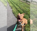 Small #1 Mutt