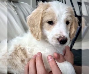 Goldendoodle (Miniature) Puppy for sale in HERRIMAN, UT, USA