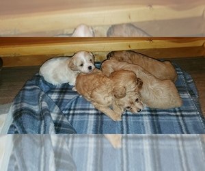 Cavapoo Puppy for Sale in HARMONY, Pennsylvania USA