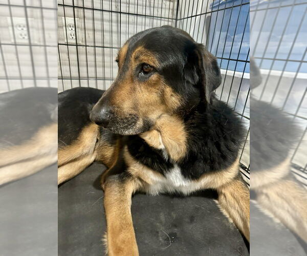 Medium Photo #16 Mutt Puppy For Sale in Brewster, NY, USA