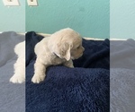 Small Photo #3 English Cream Golden Retriever Puppy For Sale in MUSCOY, CA, USA