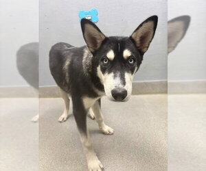 Siberian Husky-Unknown Mix Dogs for adoption in Las Vegas, NV, USA