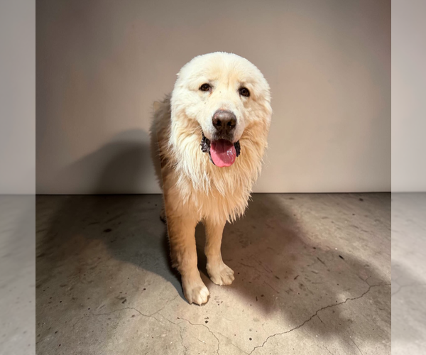 Medium Photo #1 Great Pyrenees Puppy For Sale in Vail, AZ, USA