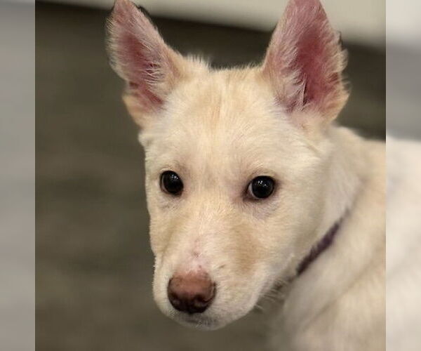 Medium Photo #14 Siberian Husky-Unknown Mix Puppy For Sale in Fargo, ND, USA