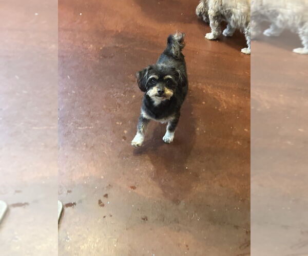 Medium Photo #1 Havanese-Unknown Mix Puppy For Sale in San Diego , CA, USA