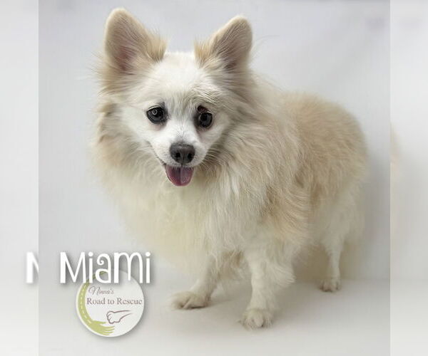 Medium Photo #4 Pomeranian Puppy For Sale in Benton, LA, USA