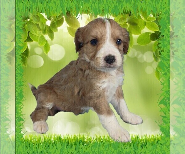 Medium Photo #2 Bernedoodle (Miniature) Puppy For Sale in BLACK FOREST, CO, USA