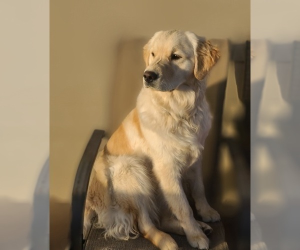 Medium Photo #1 English Cream Golden Retriever Puppy For Sale in CENTENNIAL, CO, USA