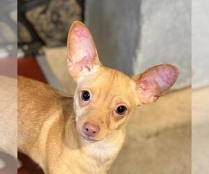 Chihuahua-Unknown Mix Dogs for adoption in Yardley, PA, USA
