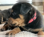Small Photo #5 Rottweiler Puppy For Sale in DESERT HILLS, AZ, USA