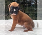Small #8 Boxer