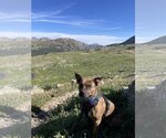Small #10 American Pit Bull Terrier-Plott Hound Mix