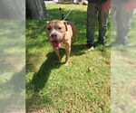 Small American Staffordshire Terrier