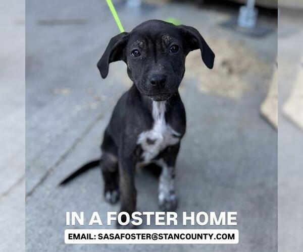 Medium Photo #1 Staffordshire Bull Terrier-Unknown Mix Puppy For Sale in Modesto, CA, USA
