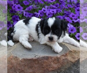 Shih-Poo Puppy for sale in SUNBURY, PA, USA