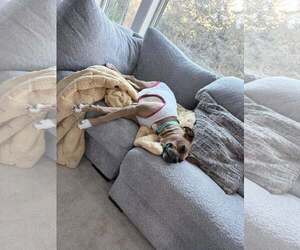Sissy - Female Boxer Dog for Adoption - Photo #10