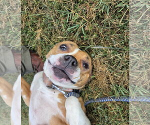 Miracle - Not at shelter (Amelia) - Female Mutt Dog for Adoption - Photo #3