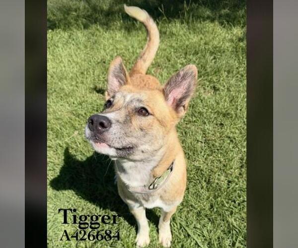 Medium Photo #1 German Shepherd Dog-Unknown Mix Puppy For Sale in Conroe, TX, USA