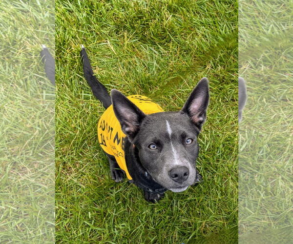 Medium Photo #2 Australian Kelpie-Unknown Mix Puppy For Sale in Rockaway, NJ, USA