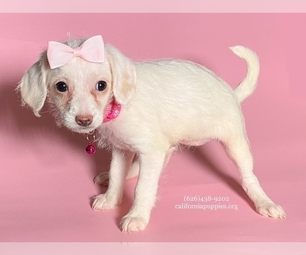 Medium Photo #3 Chihuahua Puppy For Sale in BREA, CA, USA