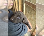 Small #8 Chesapeake Bay Retriever