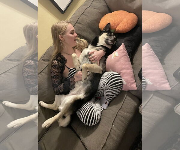 Medium Photo #5 Huskies -Unknown Mix Puppy For Sale in Minneapolis, MN, USA