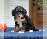 Phoebe - Female Bernedoodle (Miniature) Puppy for Sale - Photo #4