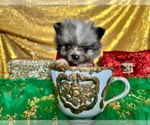 Medium Photo #44 Pomeranian Puppy For Sale in HAYWARD, CA, USA