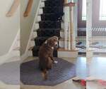 Small #7 American Pit Bull Terrier-Retriever  Mix