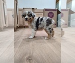 Small Photo #10 Australian Shepherd Puppy For Sale in TUSCUMBIA, AL, USA