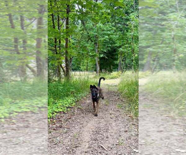 Medium Photo #9 Holland Shepherd Puppy For Sale in Imlay City, MI, USA