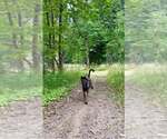 Small Photo #9 Holland Shepherd Puppy For Sale in Imlay City, MI, USA