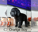 Puppy Orange Boy Labradoodle