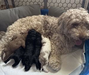 Aussiedoodle-Labradoodle Mix Litter for sale in WAYNESFIELD, OH, USA