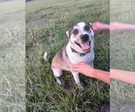 Billy - Male American Staffordshire Terrier-Unknown Mix Dog for Adoption - Small photo