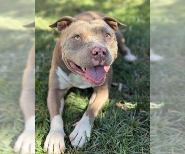 Medium Photo #1 American Pit Bull Terrier Puppy For Sale in Riverside, CA, USA