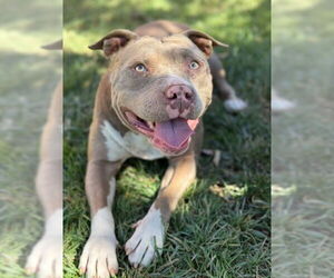American Pit Bull Terrier Dogs for adoption in Riverside, CA, USA