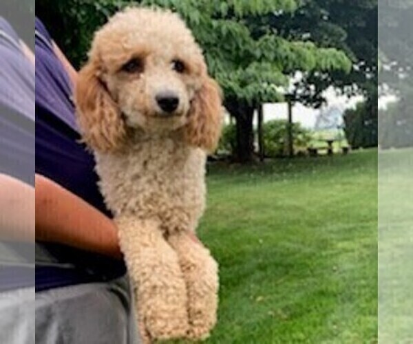 Medium Photo #1 Goldendoodle-Poodle (Miniature) Mix Puppy For Sale in KINZERS, PA, USA