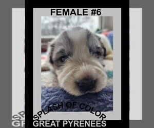 Great Pyrenees Puppy for sale in CHARLOTTE, MI, USA
